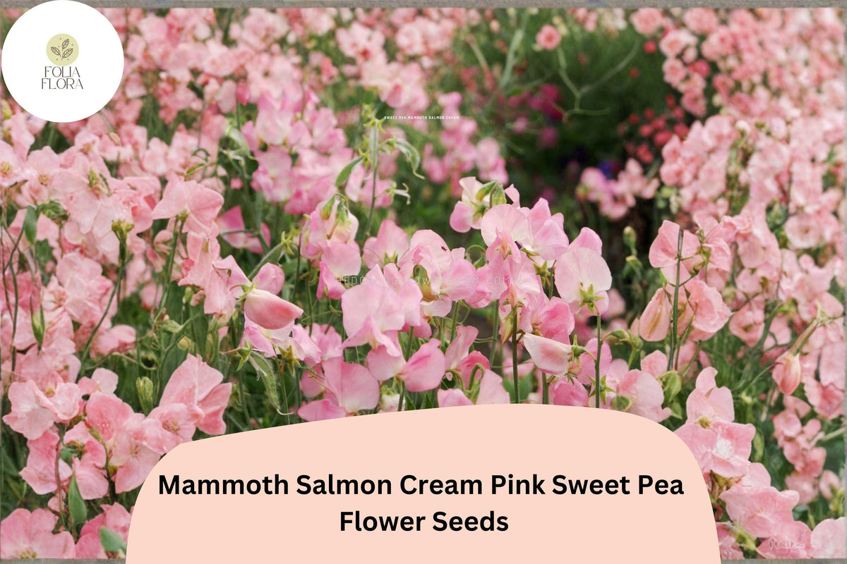 Mammoth Salmon Cream Pink Sweet Pea Seeds | Climbing Annual Vine | Lathyrus odoratus | Ornamental Garden Plant