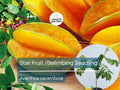 Grafted Star Fruit Seedling Starter Plant, Averrhoa carambola, Tropical Fruit Tree, 24-36 inches, Juicy, Sweet, Exotic Fruit Tree
