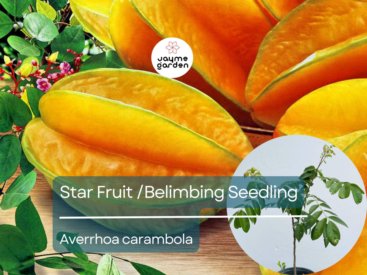 Grafted Star Fruit Seedling Starter Plant, Averrhoa carambola, Tropical Fruit Tree, 24-36 inches, Juicy, Sweet, Exotic Fruit Tree