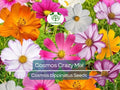Cosmos Seeds, Crazy for Cosmos Mix, Heirloom, Non-GMO, Pollinator Attracting, Vibrant Garden Flowers, Easy to Grow Annuals