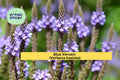 Blue Vervain Seeds – 100 Non-GMO Verbena hastata for Native Gardens, Pollinator Attracting, Wet Soil Tolerant, Perennial Wildflower