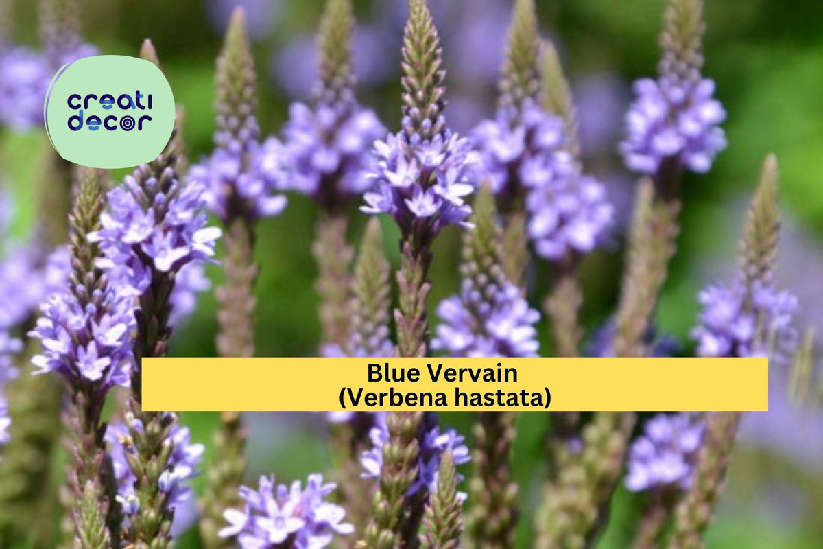 Blue Vervain Seeds – 100 Non-GMO Verbena hastata for Native Gardens, Pollinator Attracting, Wet Soil Tolerant, Perennial Wildflower