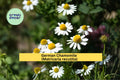 German Chamomile Seeds - Matricaria recutita, 100 Count, White Daisy Flower Herb Seeds for Garden, Container & Herb Bed Planting