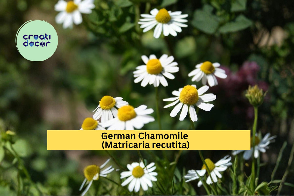 German Chamomile Seeds - Matricaria recutita, 100 Count, White Daisy Flower Herb Seeds for Garden, Container & Herb Bed Planting