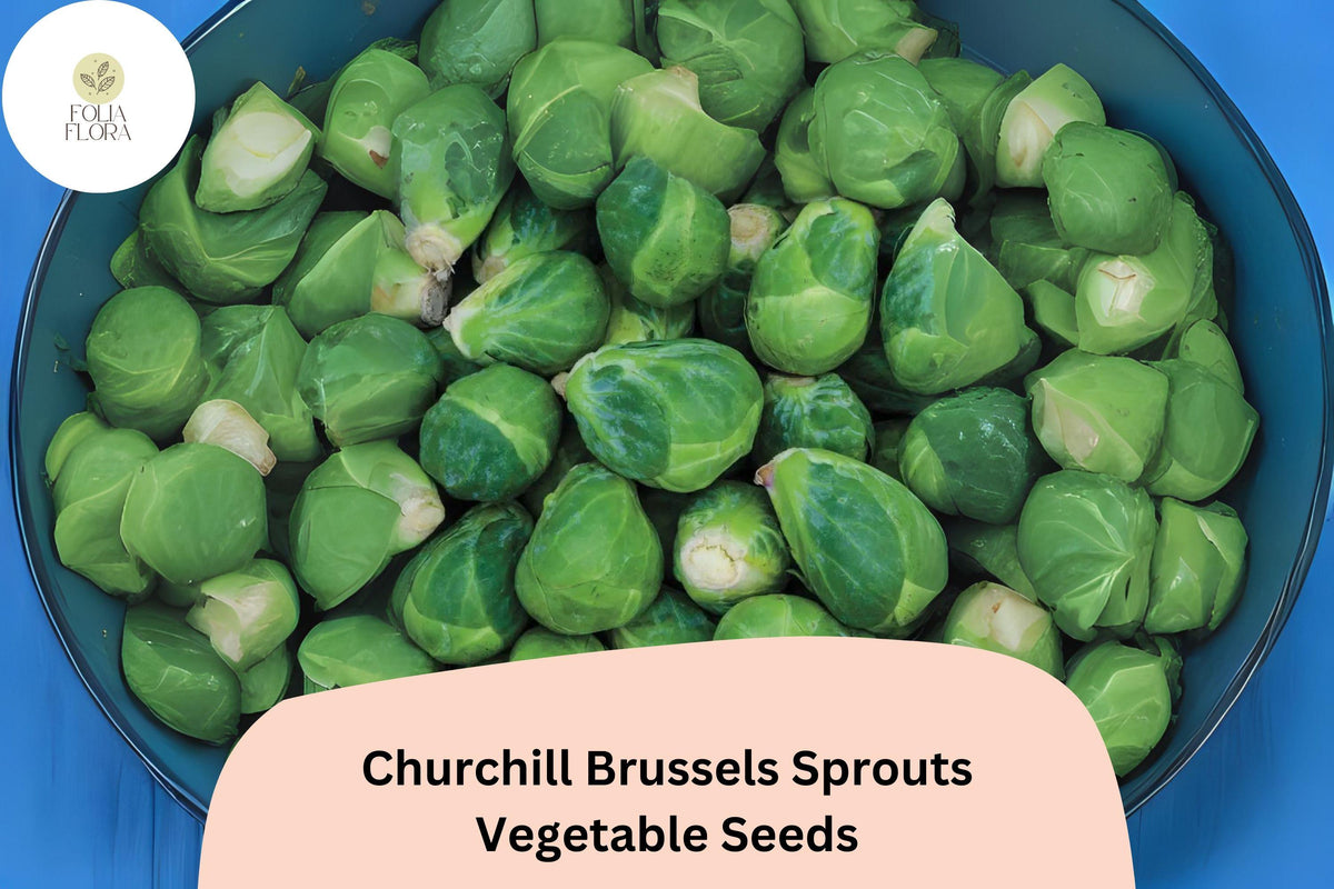 500+ Churchill Brussels Sprouts Seeds | Brassica oleracea var. gemmifera | Early Maturing Hybrid, Green, High Yield Garden Seeds
