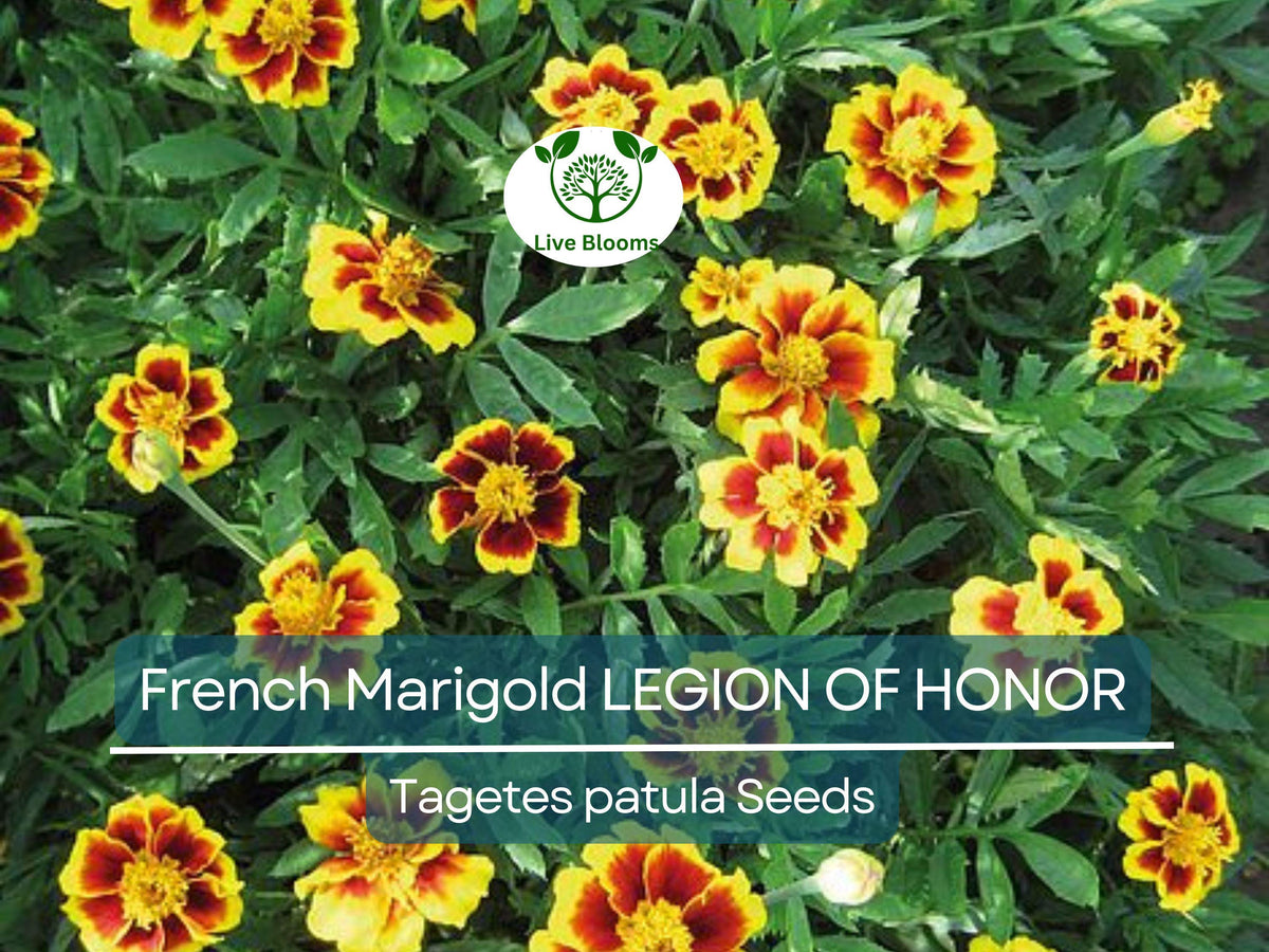 200 Seeds French Marigold Legion of Honor Dwarf, Non-GMO, Beneficial Flowers, Tagetes patula, Garden Annual