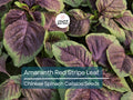 500 Seeds Edible Amaranth Red Stripe Leaf Chinese Spinach Yin Tsai Tricolor Vegetable Seed
