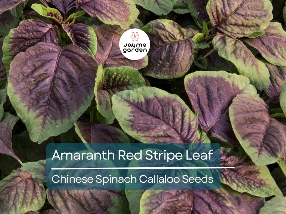 500 Seeds Edible Amaranth Red Stripe Leaf Chinese Spinach Yin Tsai Tricolor Vegetable Seed