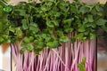 Triton Purple Stem Radish Seeds – 80 Microgreens & Full-Size Raphanus sativus for Salads & Garnishes