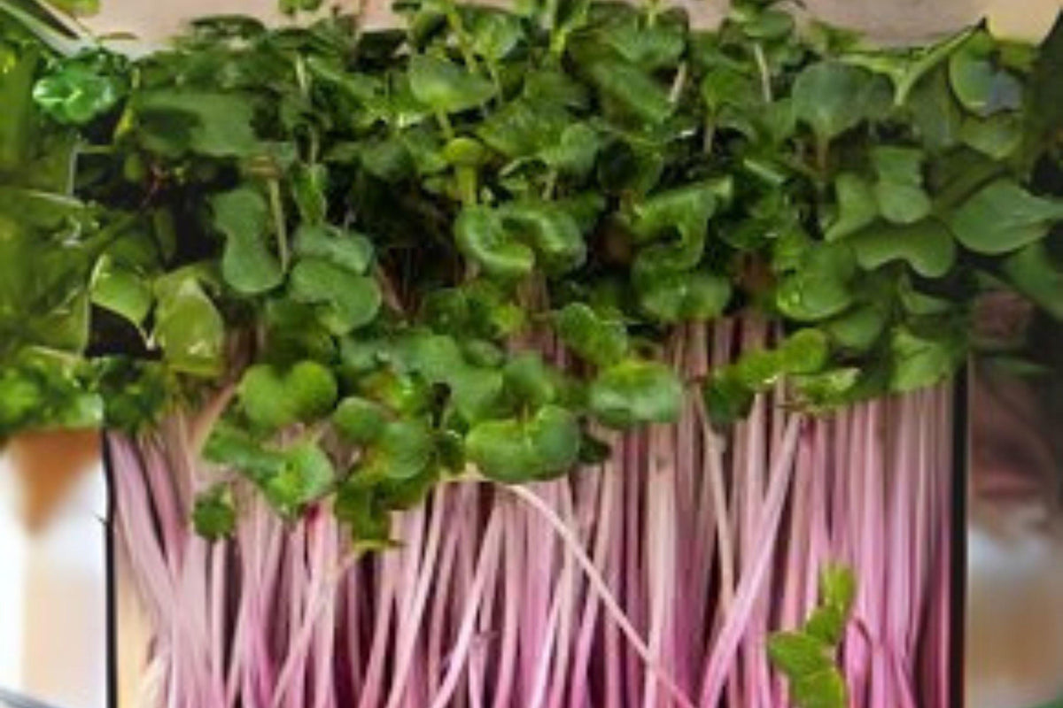 Triton Purple Stem Radish Seeds – 80 Microgreens & Full-Size Raphanus sativus for Salads & Garnishes