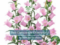 2 Campanula Champion II Bellflower Plants, Perennial, Blue/Purple Flowers, USDA Zones 4-8, Compact 12-18 Inches, Bare Root Starter