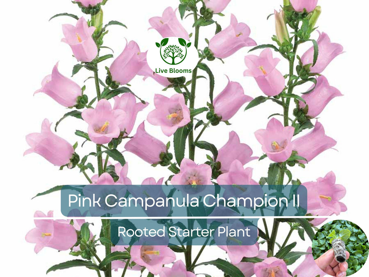 2 Campanula Champion II Bellflower Plants, Perennial, Blue/Purple Flowers, USDA Zones 4-8, Compact 12-18 Inches, Bare Root Starter