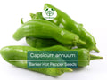 250 mg Barker Hot Pepper Seeds – Capsicum annuum Heirloom Spicy Chili for Salsas, Cooking, Home Gardens