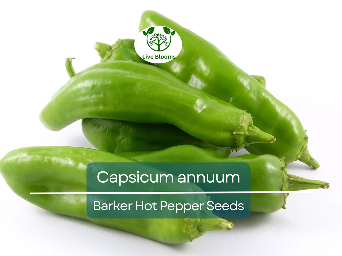 250 mg Barker Hot Pepper Seeds – Capsicum annuum Heirloom Spicy Chili for Salsas, Cooking, Home Gardens