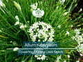 Flowering Chinese Leek Seeds, Allium tuberosum, Garlic Chives, Heirloom, Non-GMO, Edible Flowers, Easy to Grow, Culinary & Ornamental