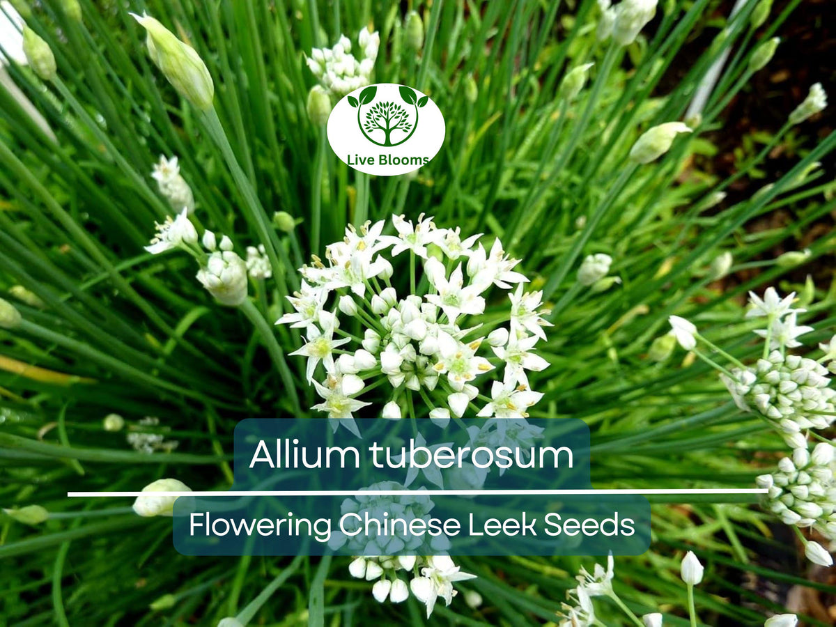 Flowering Chinese Leek Seeds, Allium tuberosum, Garlic Chives, Heirloom, Non-GMO, Edible Flowers, Easy to Grow, Culinary & Ornamental