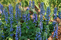 Great Blue Lobelia Seeds | Native Wetland Perennial | Bright Blue Tubular Flowers | Lobelia siphilitica for Pollinator Gardens