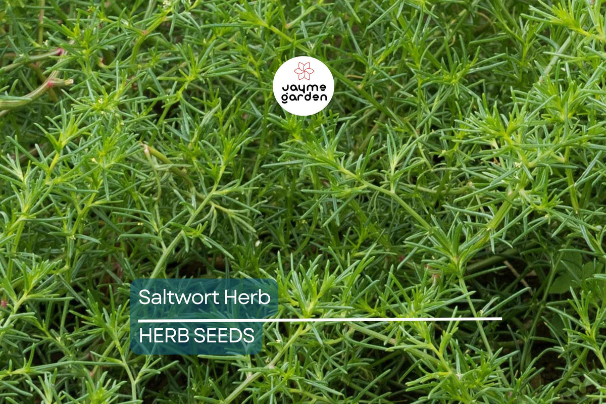200 Saltwort Herb Seeds – Non-GMO, Corchorus olitorius, Traditional Japanese & Asian Culinary Herb, Heirloom, Edible Greens, USA Seller