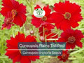 500 Seeds Coreopsis ‘Plains Tall Red’ – Coreopsis tinctoria Wildflower Seeds, Non-GMO, Pollinator-Friendly, Easy to Grow