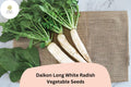 Daikon Long White Radish Seeds – Heirloom Asian Raphanus sativus for Garden Planting, Crisp, Mild Flavor, High Yield