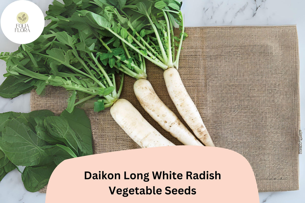 Daikon Long White Radish Seeds – Heirloom Asian Raphanus sativus for Garden Planting, Crisp, Mild Flavor, High Yield