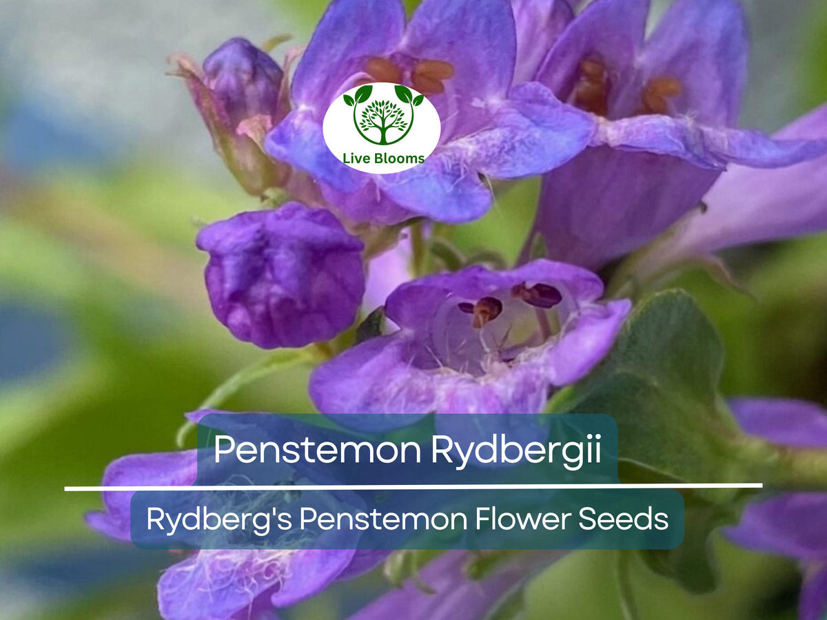 100 mg Penstemon Rydbergii Seeds | Native Wildflower for Pollinator Gardens & Drought-Tolerant Landscapes