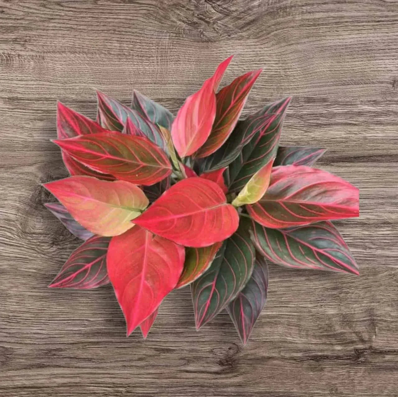 Aglaonema Red Vein Indoor Houseplant Rooted Starter Plant, Chinese Evergreen with Colorful Foliage
