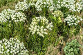 Whorled Milkweed Seeds | Native Asclepias verticillata for Pollinator Gardens & Monarch Habitat | 30 Seeds