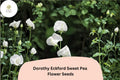 50+ Dorothy Eckford Sweet Pea Seeds | Fragrant White Climbing Annual Flowers for Garden Trellis & Cut Flowers | Lathyrus odoratus