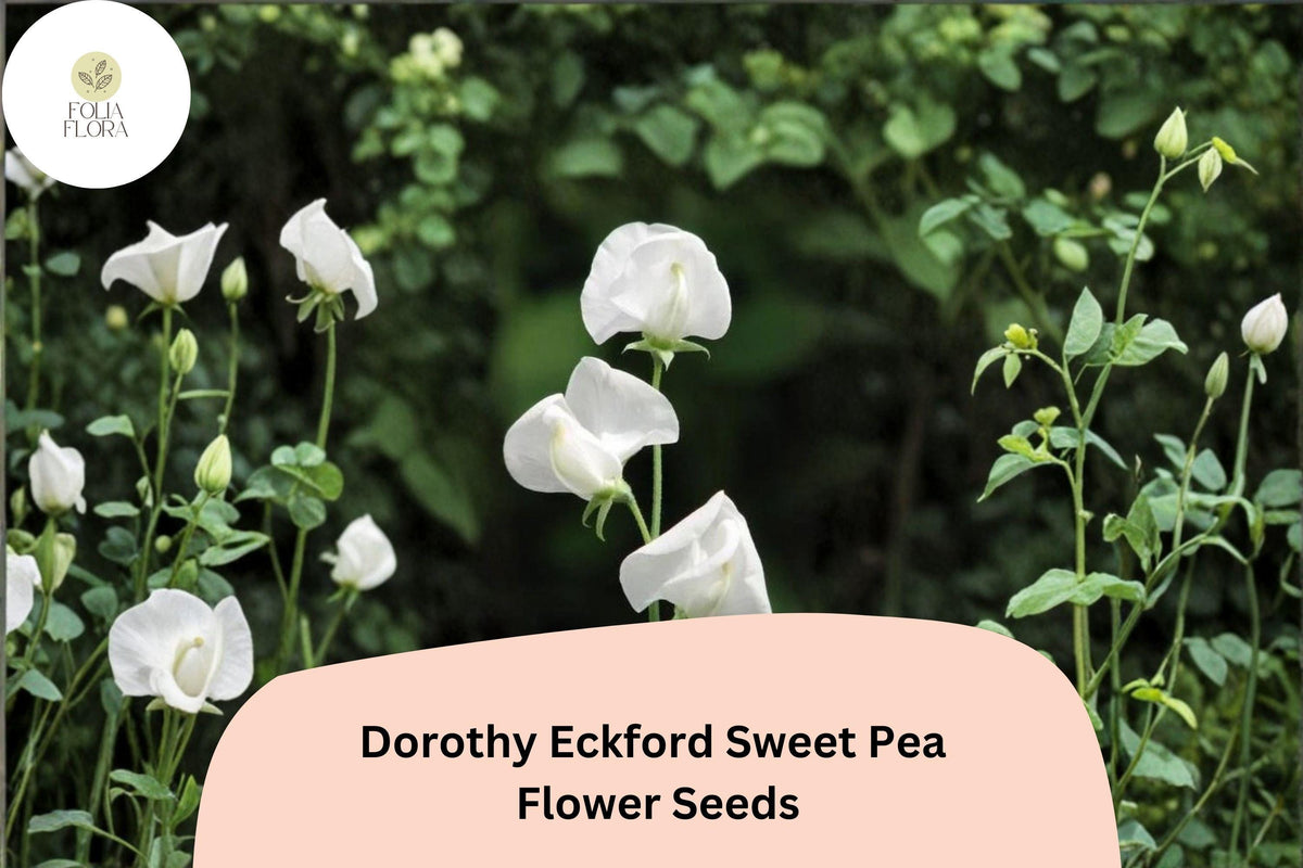 50+ Dorothy Eckford Sweet Pea Seeds | Fragrant White Climbing Annual Flowers for Garden Trellis & Cut Flowers | Lathyrus odoratus