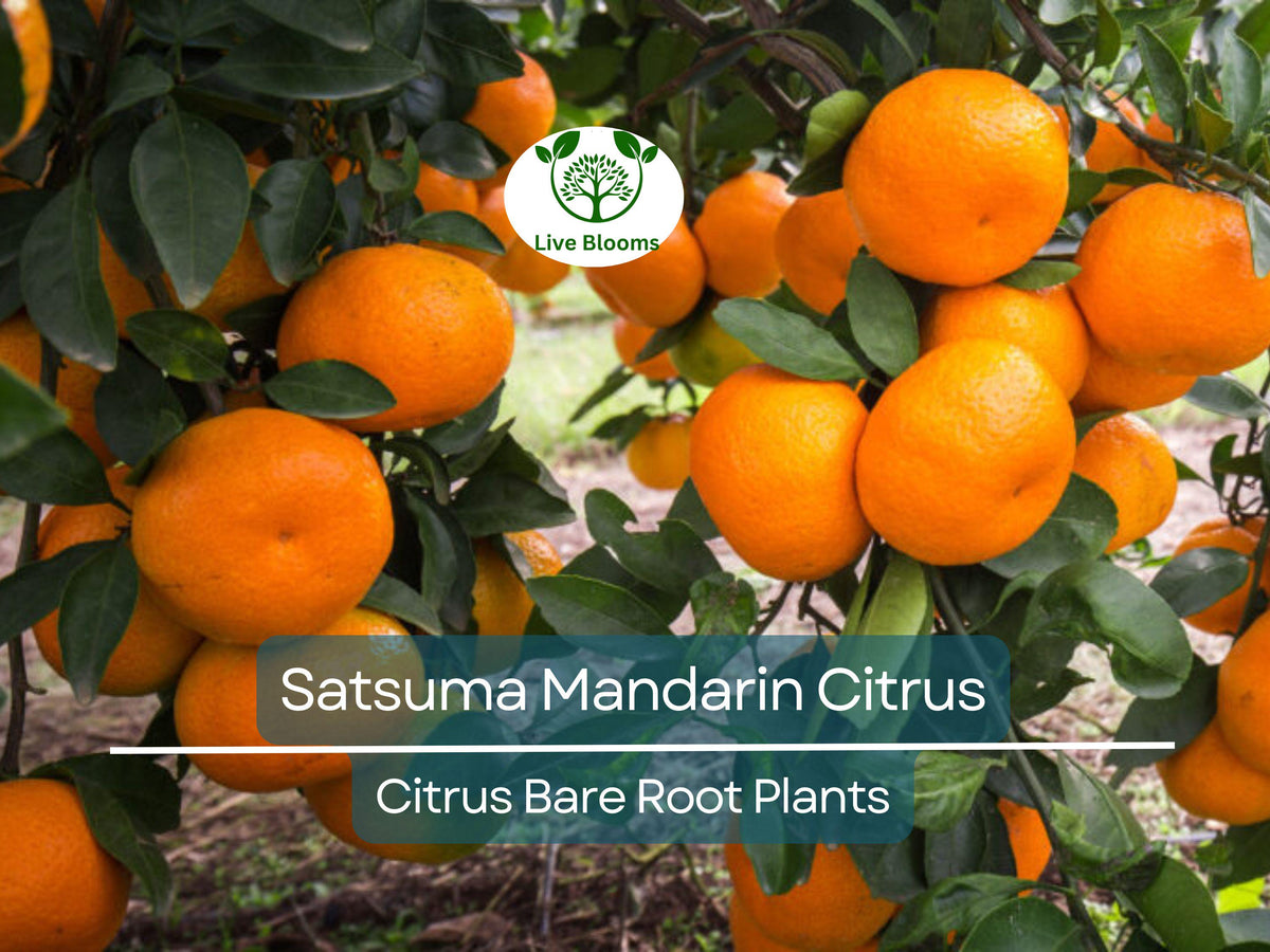 Satsuma Mandarin Citrus Tree – Live Bare Root Seedling – Cold Hardy & Sweet – Citrus (Citrus reticulata)