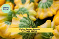 25+ Flying Saucer Squash Seeds – Uniquely Shaped Yellow & Green Pattypan Squash for Garden Planting, Edible Summer Variety – USA