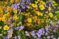 Yellowray Goldfields Wildflower Seeds – Native Lasthenia glabrata Bright Yellow Blooms, Spring Annual, 100 Seeds