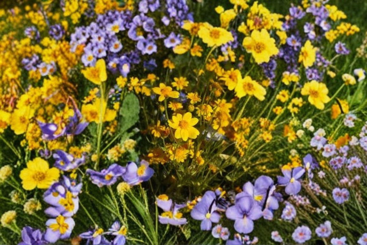Yellowray Goldfields Wildflower Seeds – Native Lasthenia glabrata Bright Yellow Blooms, Spring Annual, 100 Seeds