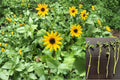West Coast Dune Sunflower Unrooted Cuttings - Helianthus debilis Yellow Beach Sunflower for Coastal Gardens