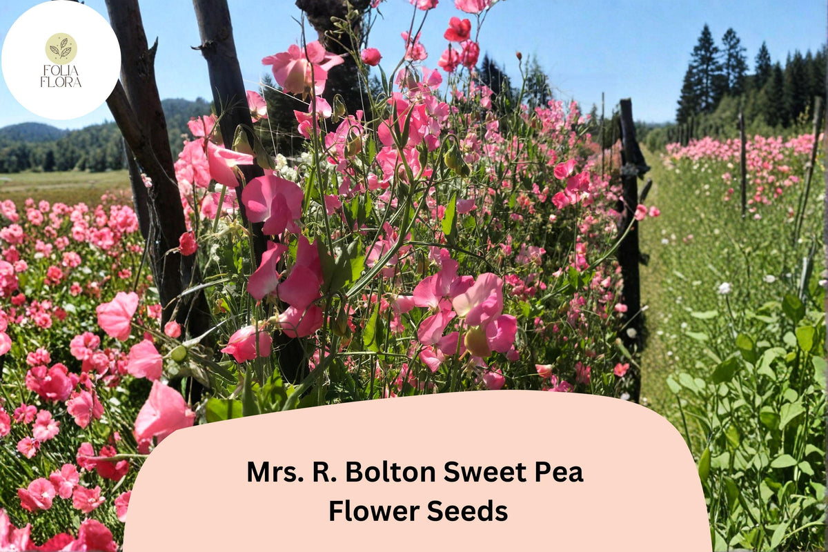 Mrs. R. Bolton Sweet Pea Seeds | Climbing Flowering Vine | Soft Pink Blooms | Lathyrus odoratus | 50+ Seeds