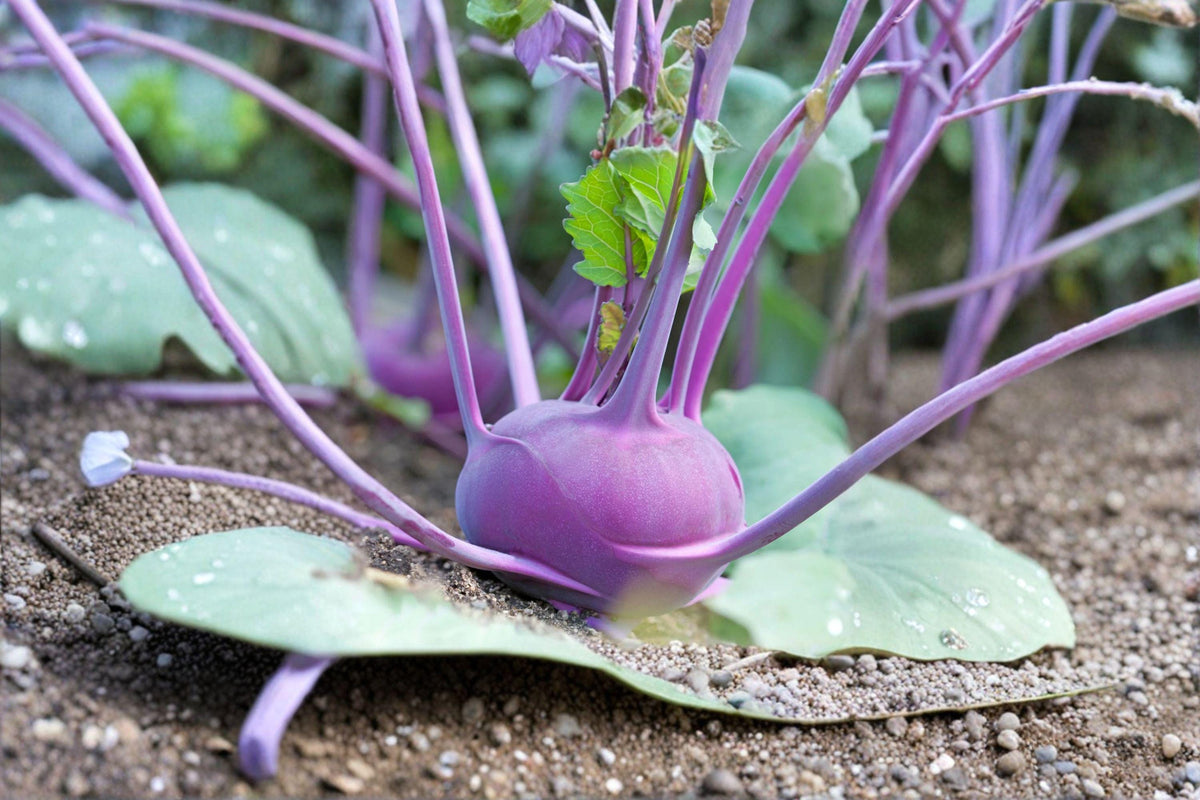 Kohlrabi Seeds | Purple Vienna Heirloom Brassica oleracea var. gongylodes | Tender Sweet Flesh, Fast-Growing Cool-Season Crop