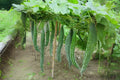 Snake Gourd Seeds – Heirloom Lagenaria Siceraria, Asian Cuisine Vine, Edible Green Gourds, Climbing Annual Plant, 10 Seeds