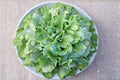 Endive Seeds – Broadleaf Batavian Heirloom Leafy Green for Fall Gardens, Cichorium endivia