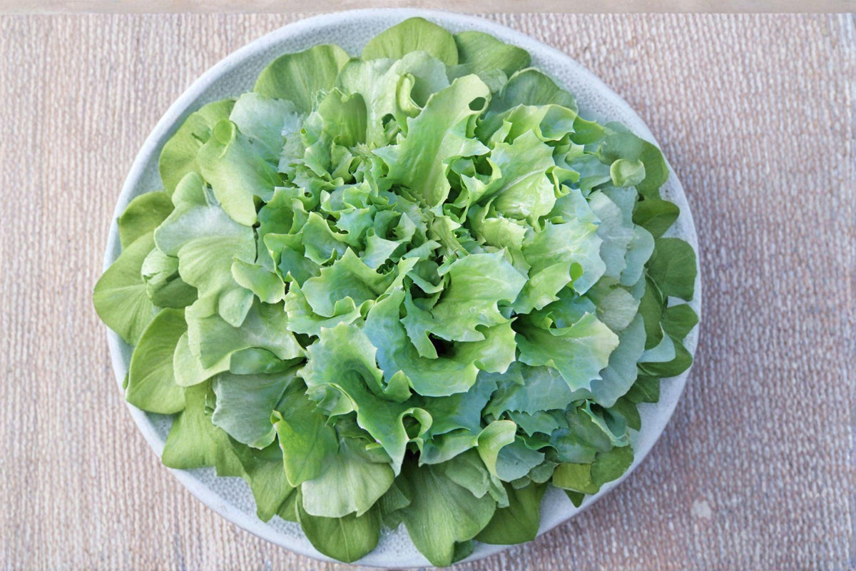 Endive Seeds – Broadleaf Batavian Heirloom Leafy Green for Fall Gardens, Cichorium endivia