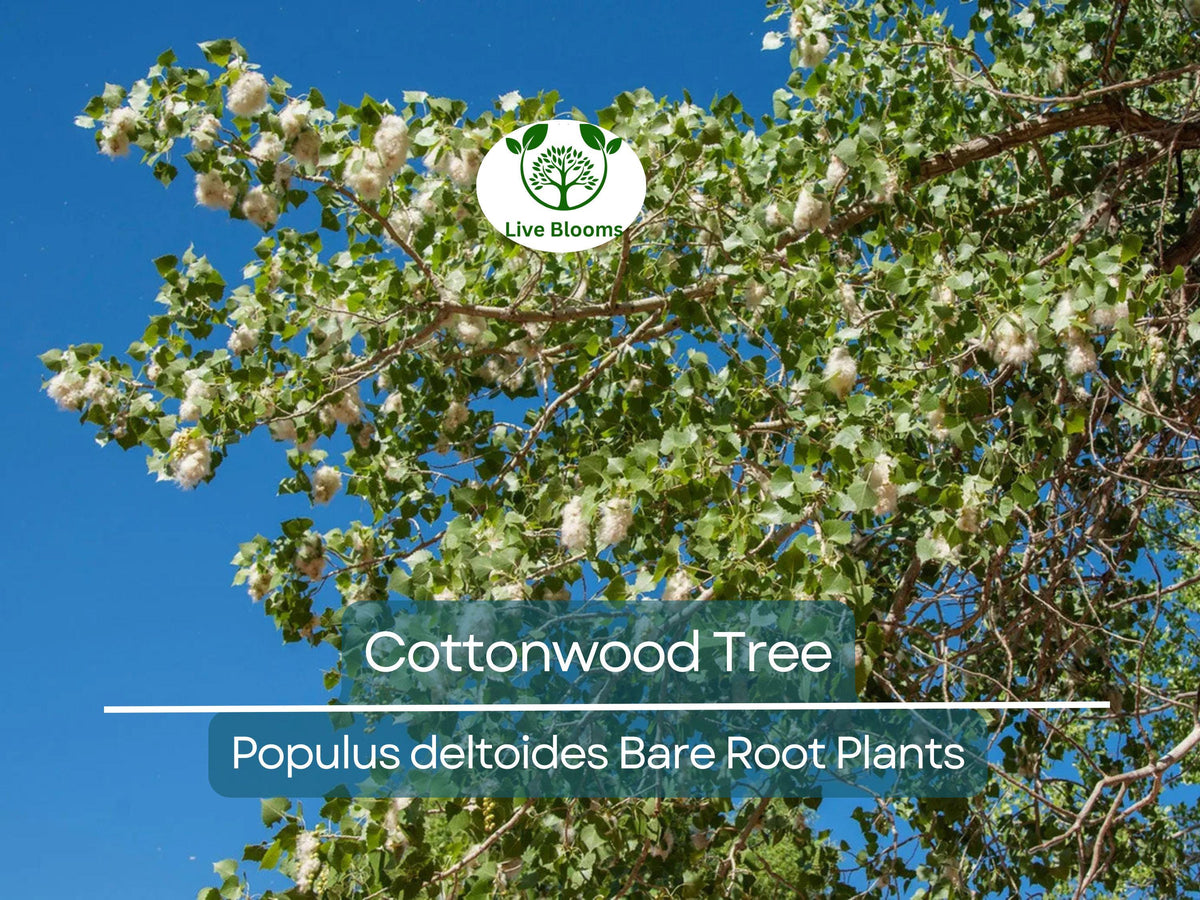 Cottonwood Tree Bare Root Sapling – 1-2 Ft Fast-Growing Shade Tree Populus deltoides for Large Landscapes