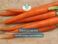 300 Seeds Tendersweet Carrot Daucus carota Heirloom Root Vegetable for Gardening, Cooking & Juicing