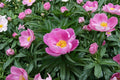 Paeonia lactiflora Chinese Herbaceous Peony Seeds – Fragrant Spring Blooms, Hardy Perennial Flower, 5 Seeds