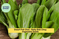 3pcs Baby Bok Choy Seeds – Dwarf Pak Choi Variety for Container Gardening & Asian Cuisine, Brassica rapa subsp. chinensis