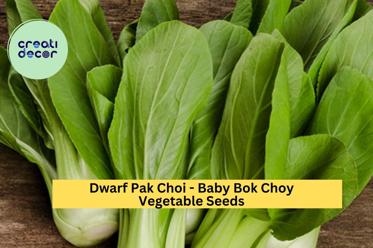 3pcs Baby Bok Choy Seeds – Dwarf Pak Choi Variety for Container Gardening & Asian Cuisine, Brassica rapa subsp. chinensis