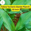 Yellow Turmeric Live Plant, 5-10 Inch Curcuma longa, Edible Ornamental Flowering Ginger Root for Home Gardens