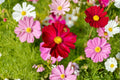 Cosmos Dazzler Seeds - Magenta-Pink Blooms, Pollinator Attracting Annual Flower, Cosmos bipinnatus, 100 Seeds