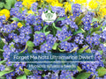 200 Seeds Forget Me Nots ULTRAMARINE DWARF - Blue Biennial Perennial Seeds, Compact, Non-GMO, Pollinator-Friendly, Easy to Grow