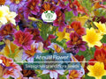 Bulk Salpiglosis grandiflora Seeds – 500 EZ Annual Flower Seeds for Vibrant Garden, Container, Border Planting, Easy to Grow, Drought-Tolerant
