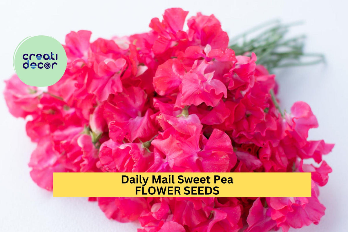 50+ Daily Mail Sweet Pea Seeds – Fragrant Deep Purple Blooms for Climbing Vines & Bouquets – Lathyrus odoratus